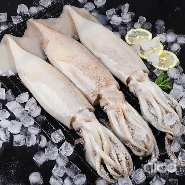 The Illex squid fishing season got off to a bad start, the price in Chinese market has risen!-copy-1