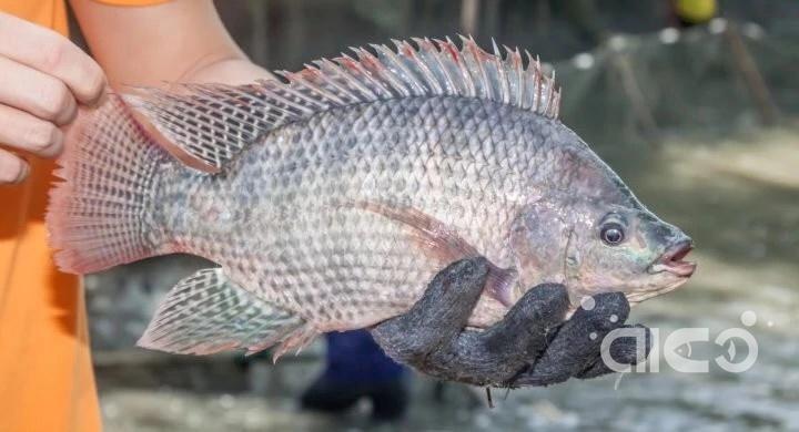 Tilapia (3).jpg