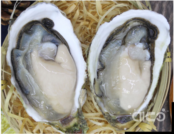 French oysters explode in food safety crisis, government bans sales and forces destruction