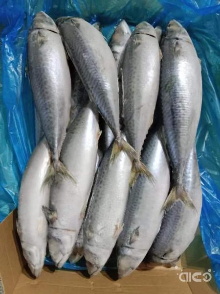 Frozen Pacific Mackerel (Scomber Japonicus) Whole Round