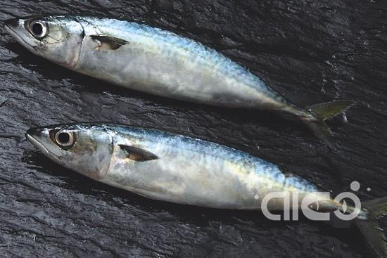 Frozen Pacific Mackerel (Scomber Japonicus)